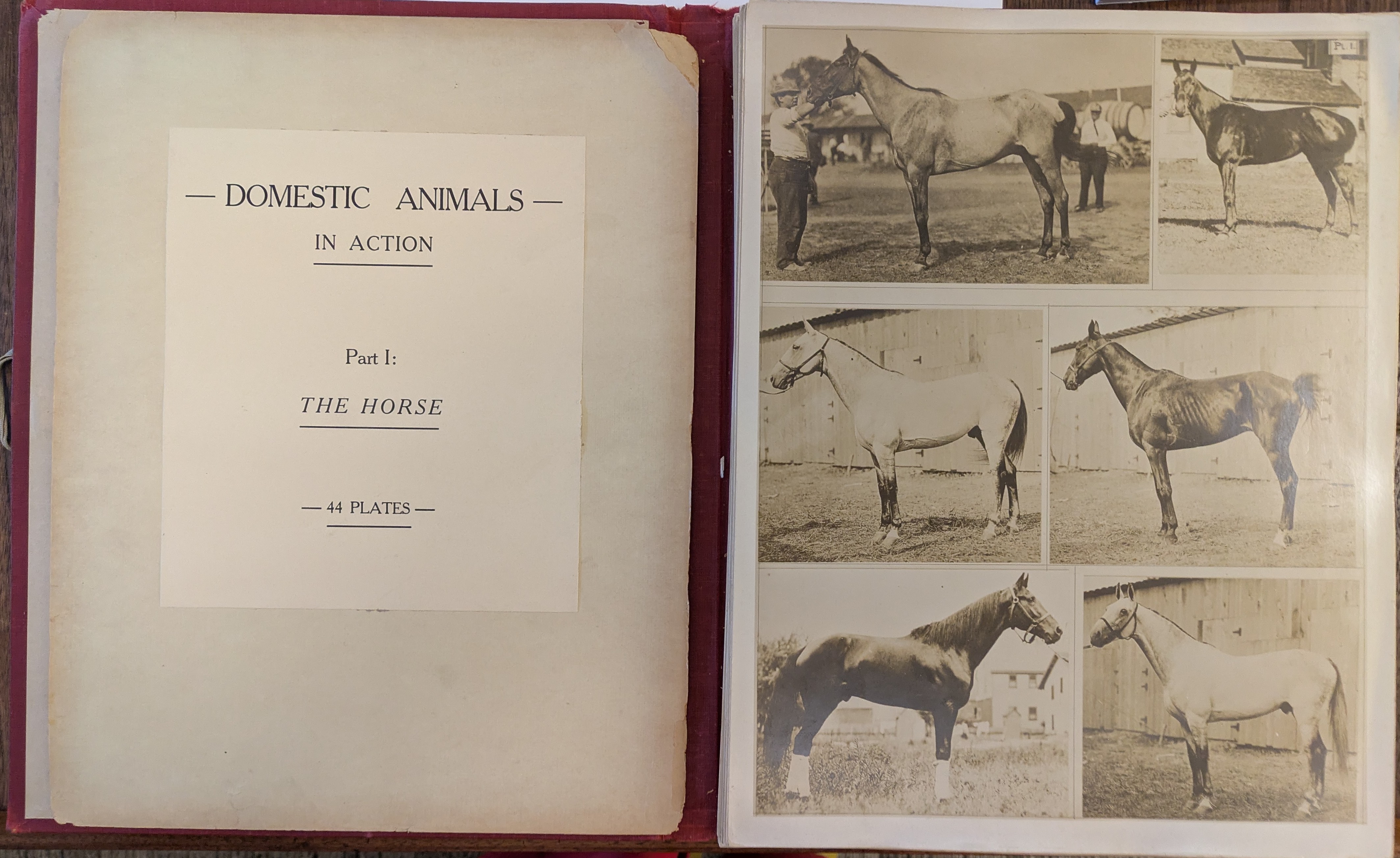 DomesticAnimals "Domestic Animals In Action Part 1: The Horse. 44 Plates." 6 images of horses.